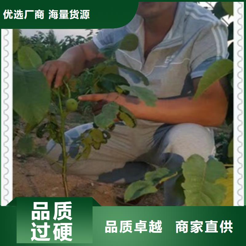 核桃苗按需设计