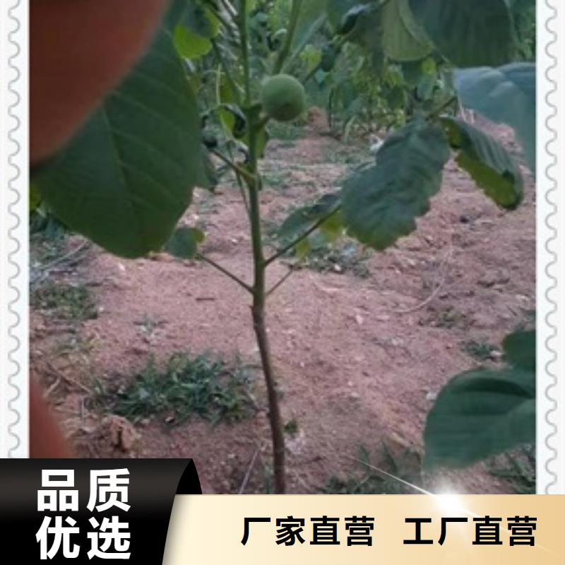 核桃苗山楂苗实力大厂家