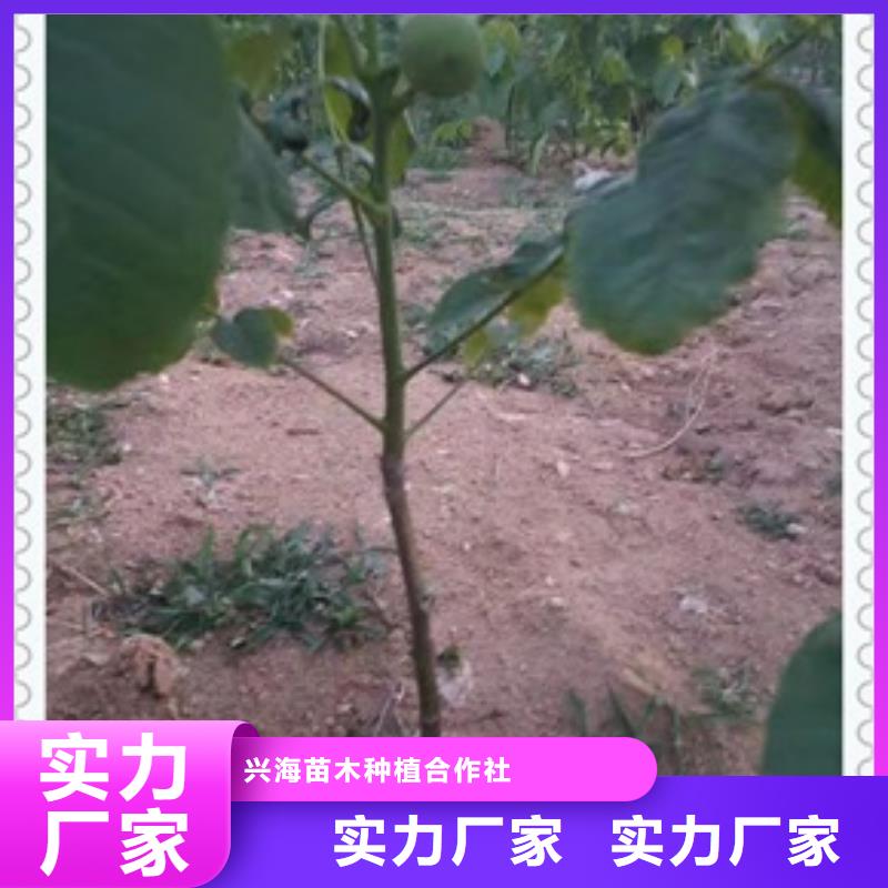 板栗苗视频-浙江省杭州市|西湖|滨江|嘉兴|绍兴|金华|宁波|丽水|舟山板栗苗-兴海