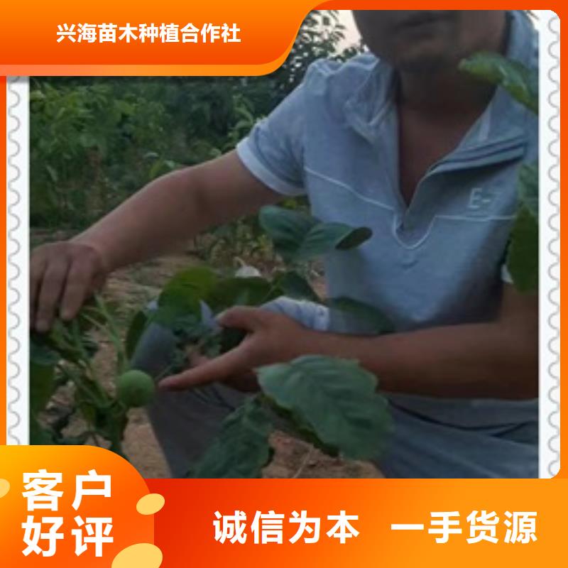 核桃苗山楂苗实力大厂家