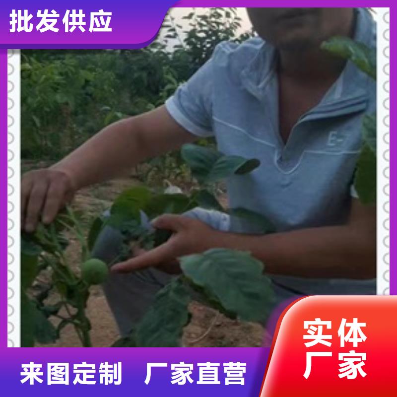 核桃苗山楂苗实力大厂家