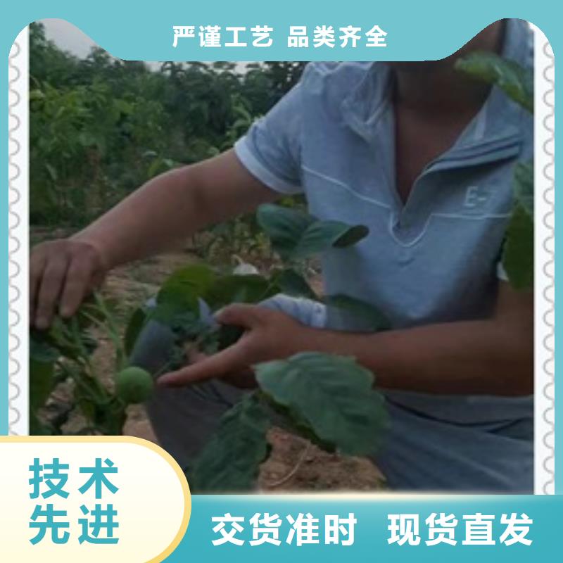 核桃苗山楂苗实力大厂家