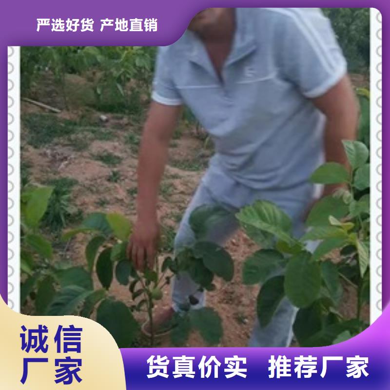 核桃苗山楂苗实力大厂家