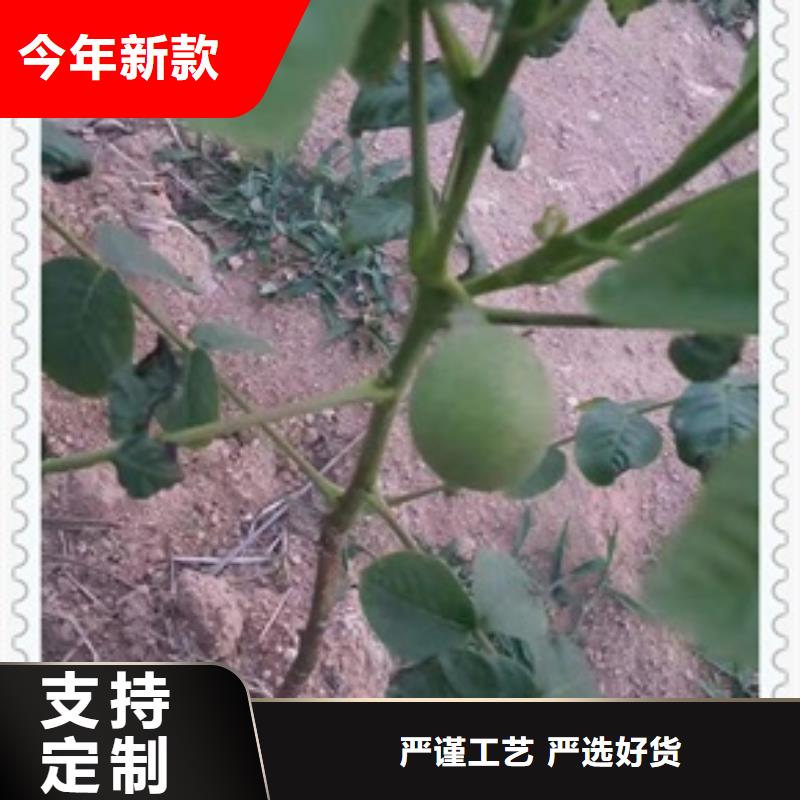 板栗苗视频-浙江省杭州市|西湖|滨江|嘉兴|绍兴|金华|宁波|丽水|舟山板栗苗-兴海