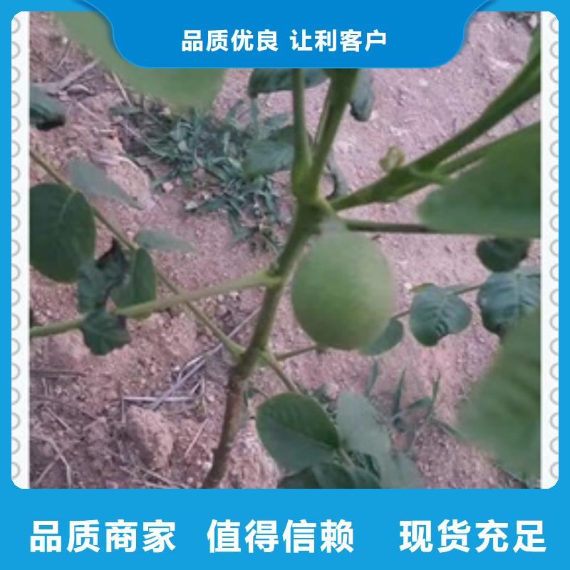 核桃苗生产经验丰富