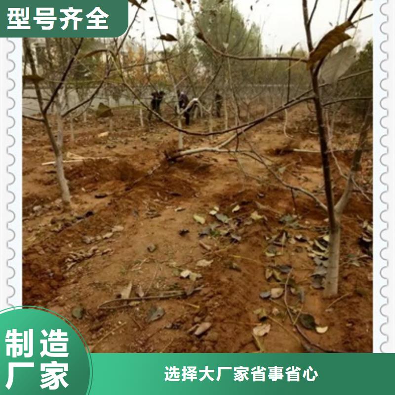 板栗苗视频-板栗苗-四川省乐山市【此地】经销商-峨眉山|五通桥|广安|凉山|攀枝花|内江
