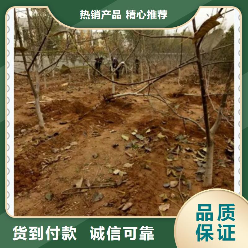 核桃苗按需设计