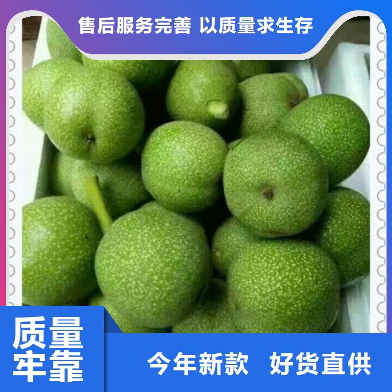 核桃苗山楂苗实力大厂家