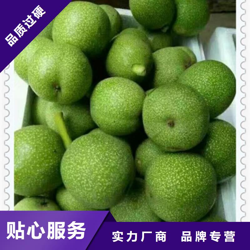 核桃苗按需设计