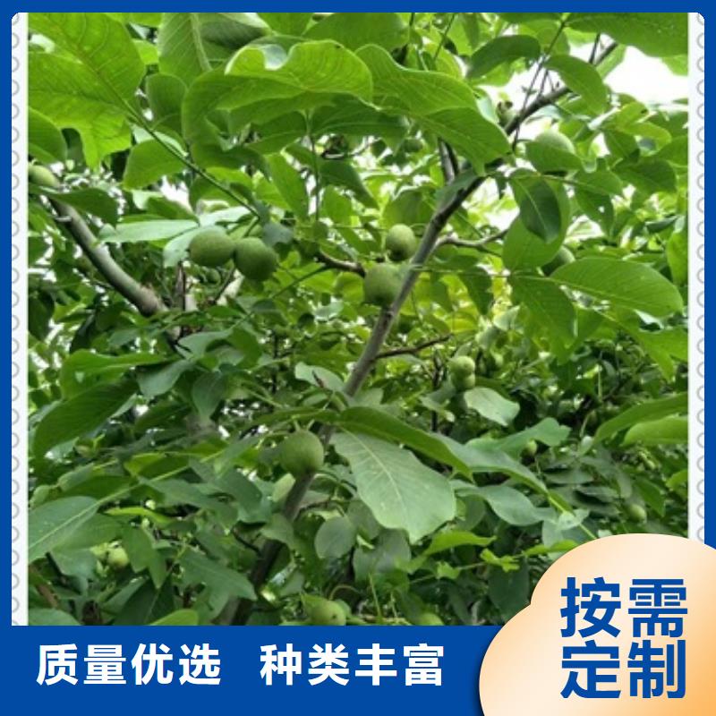 板栗苗视频-浙江省杭州市|西湖|滨江|嘉兴|绍兴|金华|宁波|丽水|舟山板栗苗-兴海