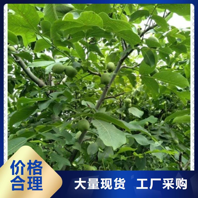 核桃苗按需设计