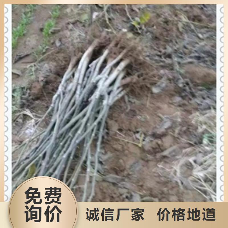 核桃苗山楂苗实力大厂家