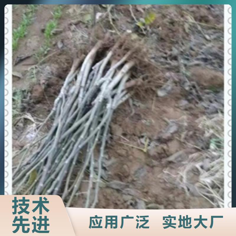 核桃苗山楂苗实力大厂家