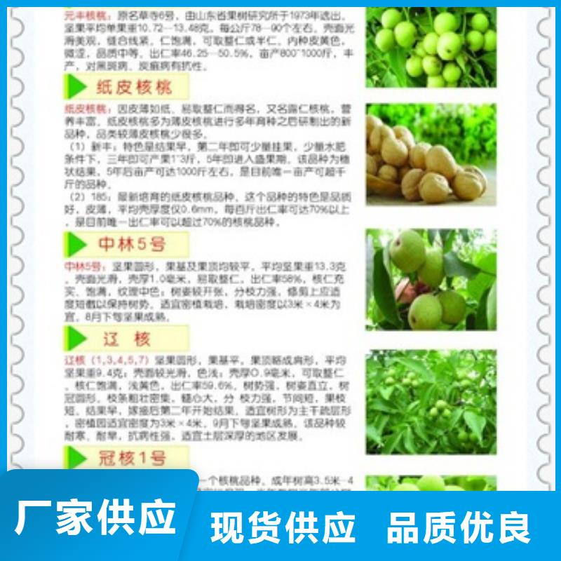 核桃苗按需设计