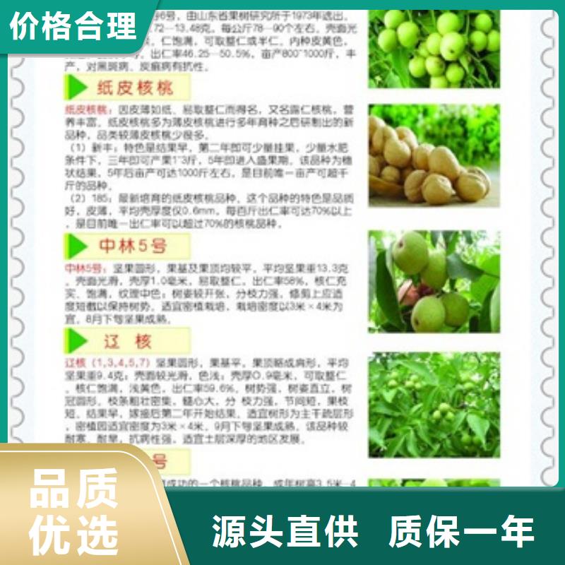 核桃苗山楂苗实力大厂家
