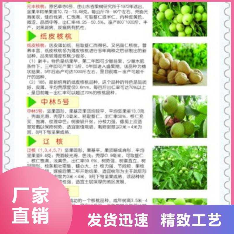 核桃苗山楂苗多种规格可选