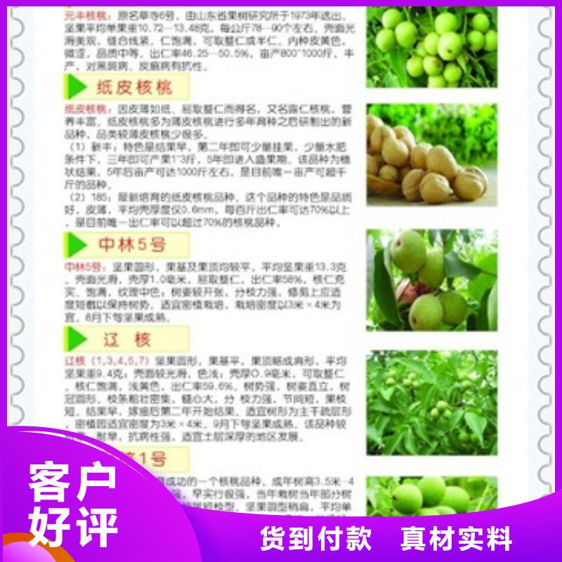 核桃苗山楂苗实力大厂家