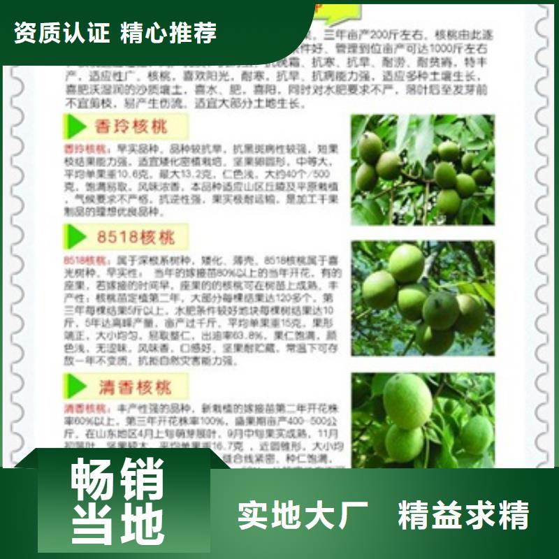 核桃苗山楂苗实力大厂家