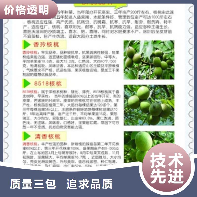 核桃苗,【苹果苗】有口皆碑