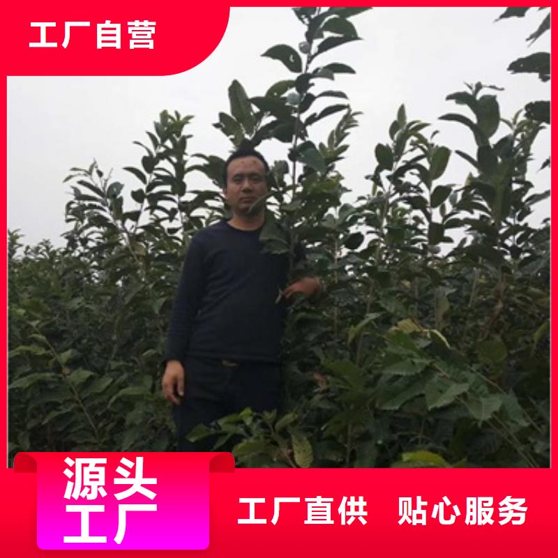 板栗苗视频-葫芦岛市板栗苗-(当地)可服务区域南票|龙港|丹东|抚顺|沈阳|朝阳|辽阳