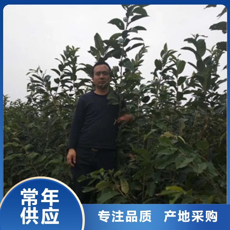 板栗苗视频-浙江省舟山市兴海板栗苗可服务区域嵊泗|定海|丽水|金华|湖州|衢州|温州等
