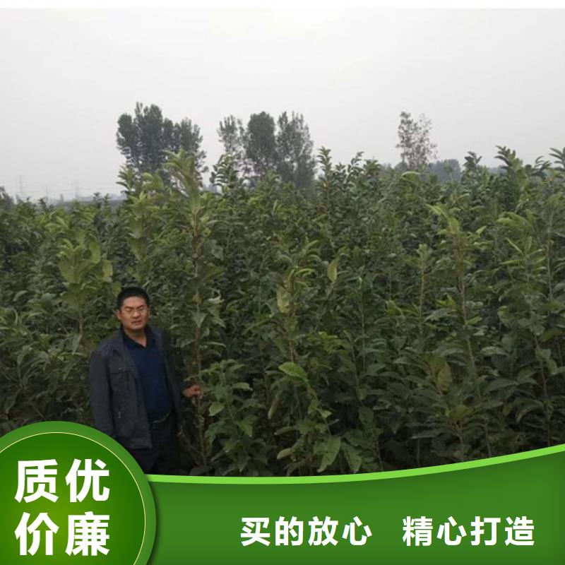 板栗苗,核桃苗优选好材铸造好品质