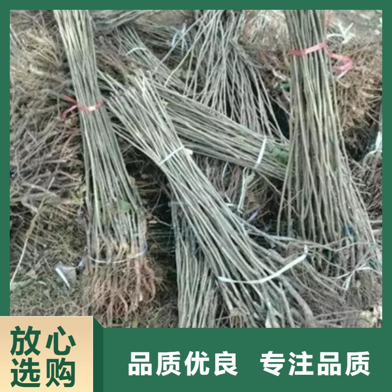 板栗苗蓝莓苗贴心服务
