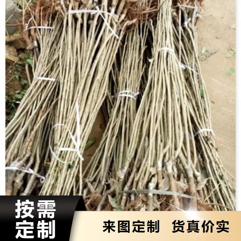 板栗苗视频-葫芦岛市板栗苗-(当地)可服务区域南票|龙港|丹东|抚顺|沈阳|朝阳|辽阳