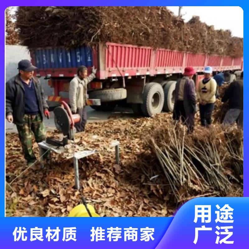 【板栗苗】桃树苗实力厂家兴海板栗苗
