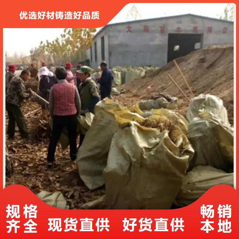 【板栗苗】桃树苗实力厂家兴海板栗苗