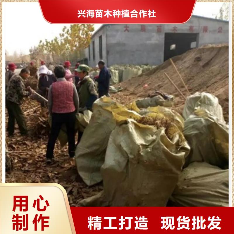 板栗苗_梨树苗定制批发