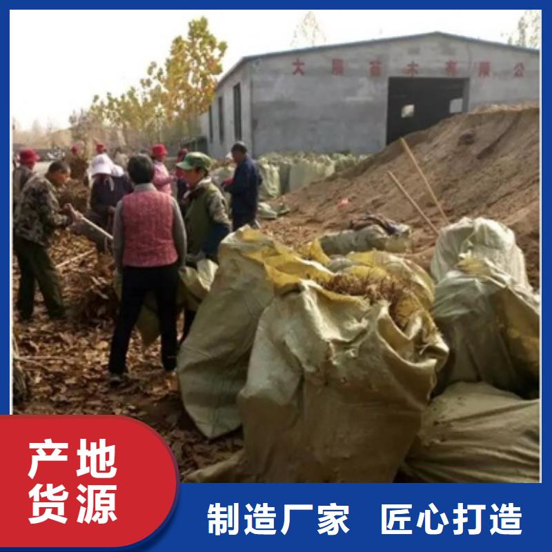 板栗苗,核桃苗优选好材铸造好品质
