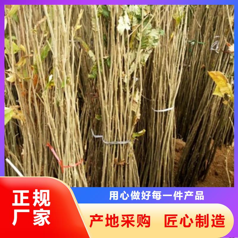 板栗苗视频-葫芦岛市板栗苗-(当地)可服务区域南票|龙港|丹东|抚顺|沈阳|朝阳|辽阳