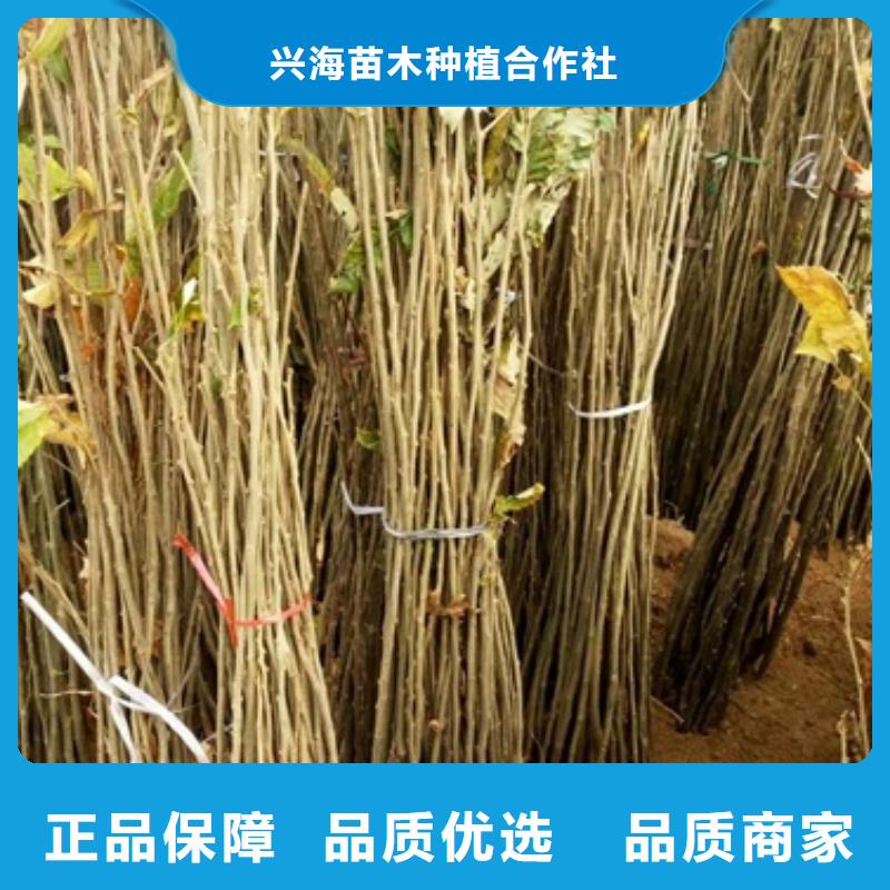 板栗苗,核桃苗优选好材铸造好品质