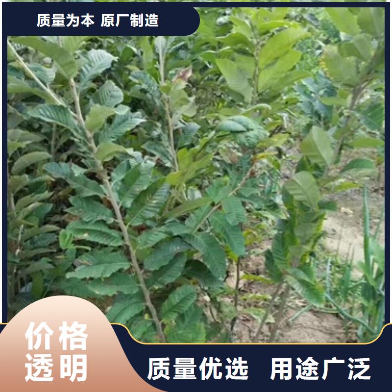 板栗苗蓝莓苗贴心服务