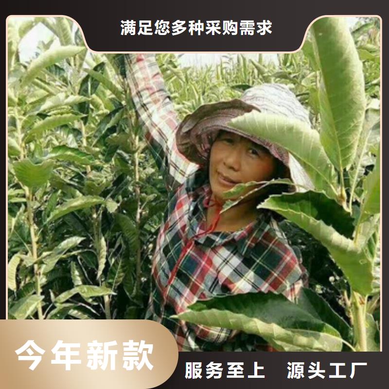 板栗苗花椒苗厂家现货批发