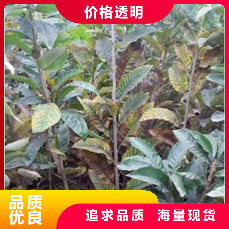 板栗苗视频-浙江省舟山市兴海板栗苗可服务区域嵊泗|定海|丽水|金华|湖州|衢州|温州等