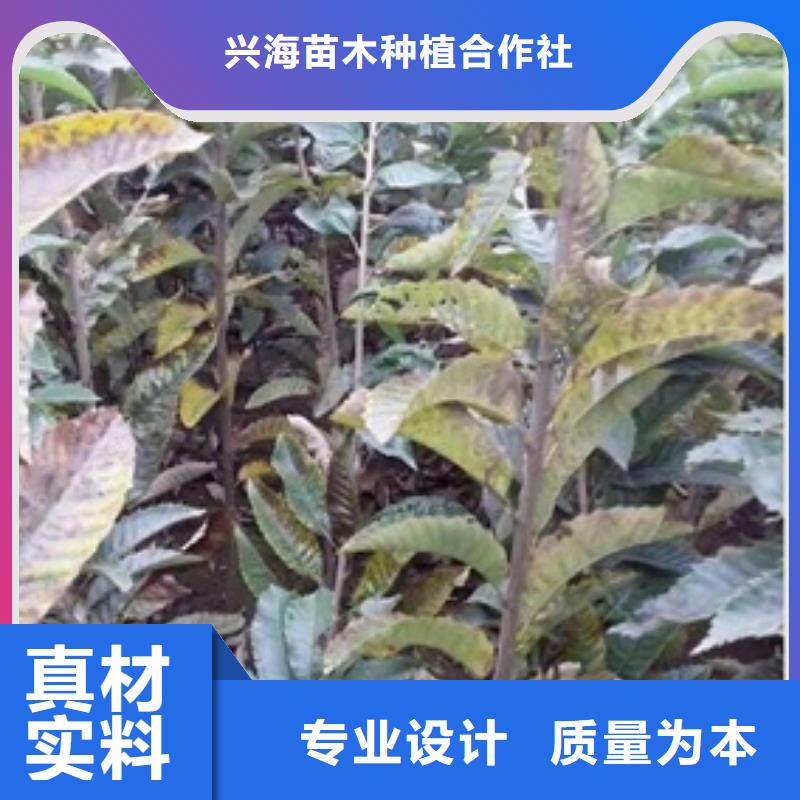 【板栗苗】桃树苗实力厂家兴海板栗苗
