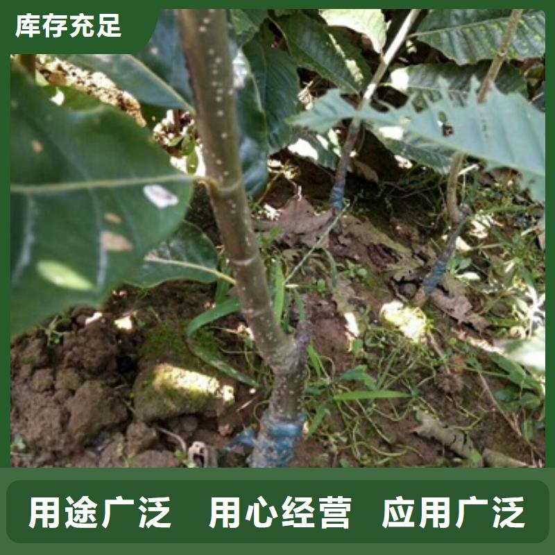 板栗苗视频-浙江省舟山市兴海板栗苗可服务区域嵊泗|定海|丽水|金华|湖州|衢州|温州等