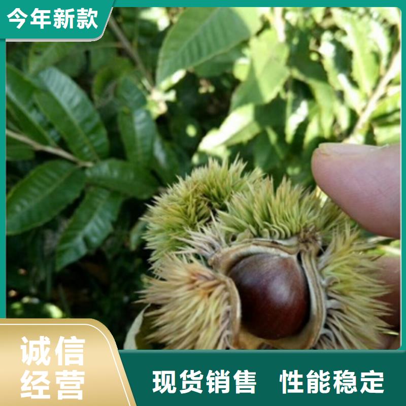 【板栗苗】桃树苗实力厂家兴海板栗苗