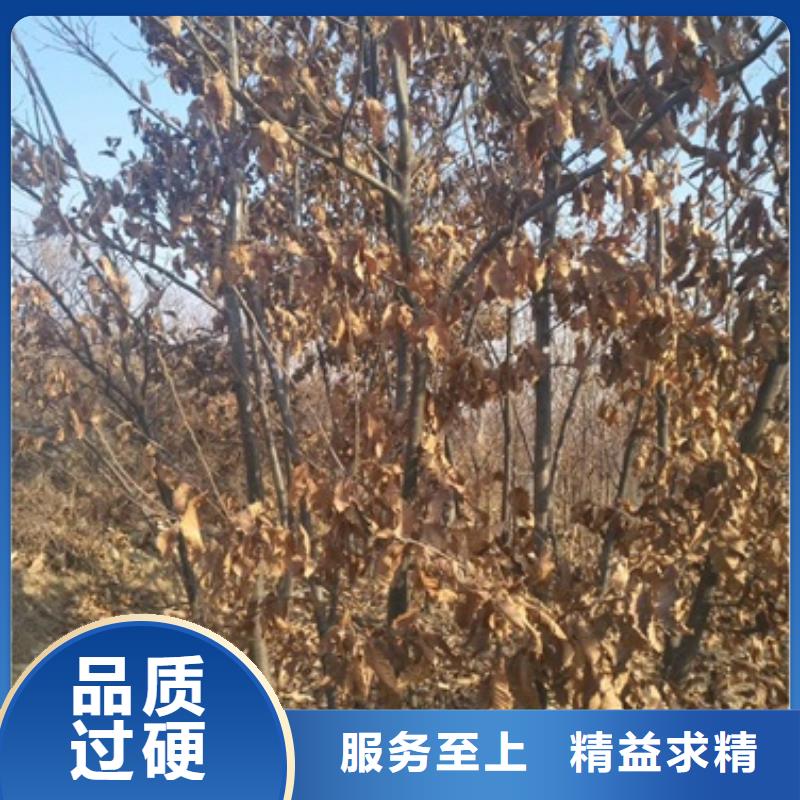 【板栗苗】桃树苗实力厂家兴海板栗苗