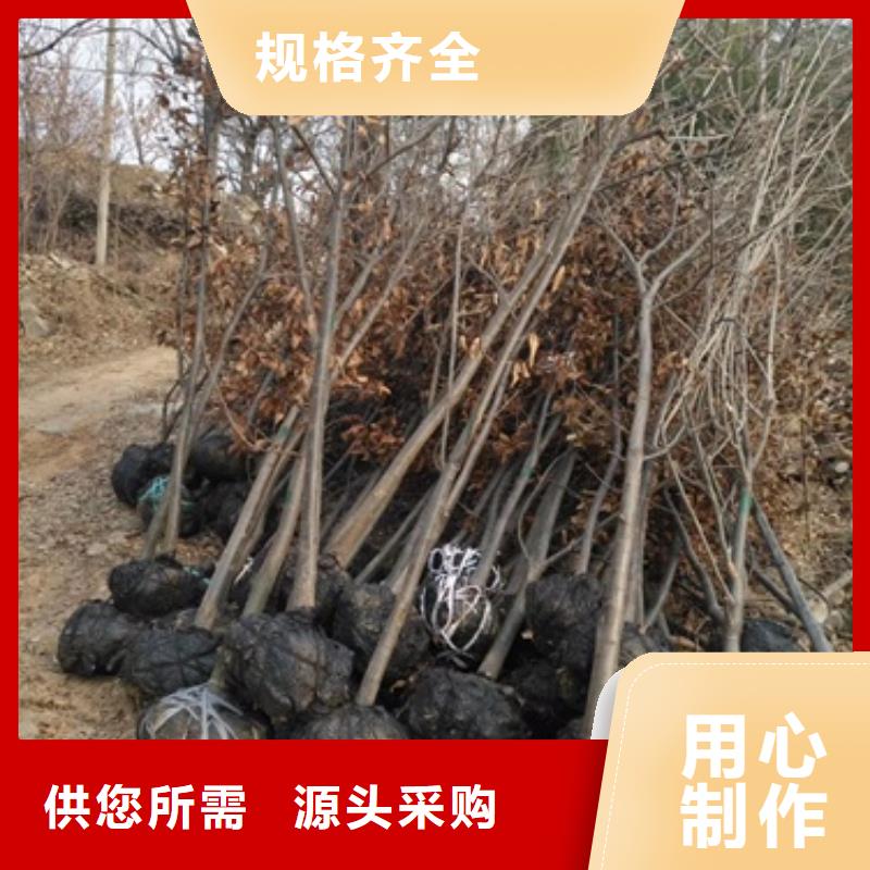 【板栗苗】桃树苗实力厂家兴海板栗苗