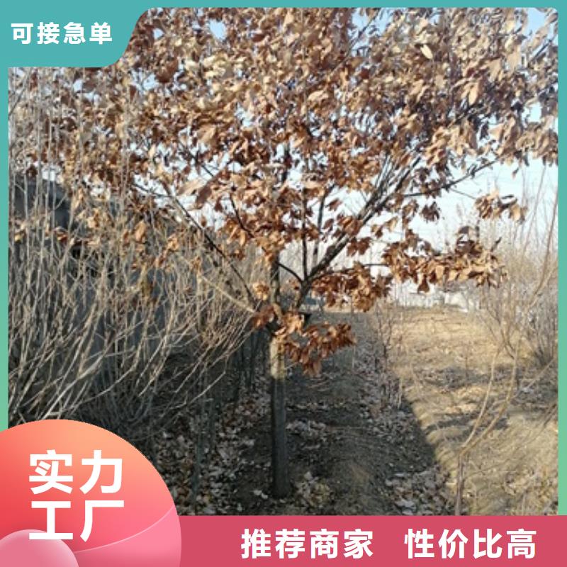 【板栗苗】桃树苗实力厂家兴海板栗苗