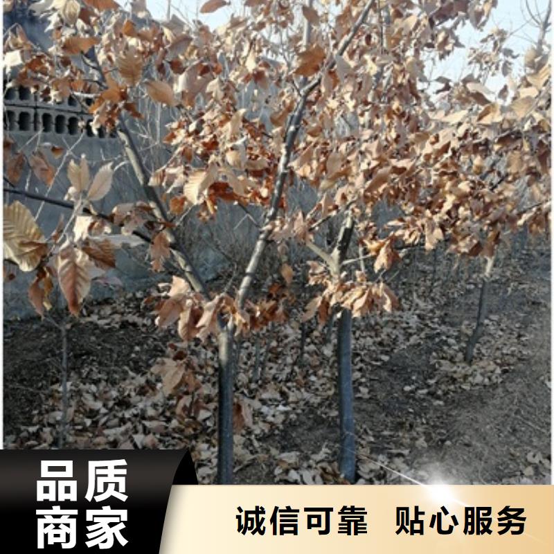 【板栗苗】桃树苗实力厂家兴海板栗苗