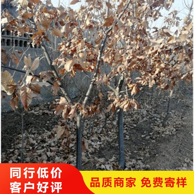 板栗苗视频-葫芦岛市板栗苗-(当地)可服务区域南票|龙港|丹东|抚顺|沈阳|朝阳|辽阳