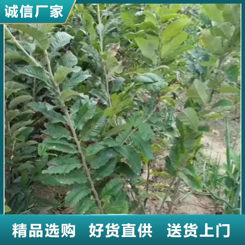 板栗苗蓝莓苗厂家售后完善