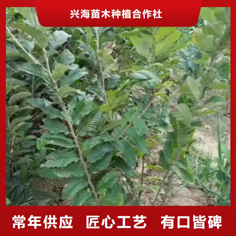 板栗苗蓝莓苗贴心服务