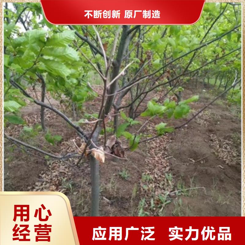板栗苗蓝莓苗贴心服务