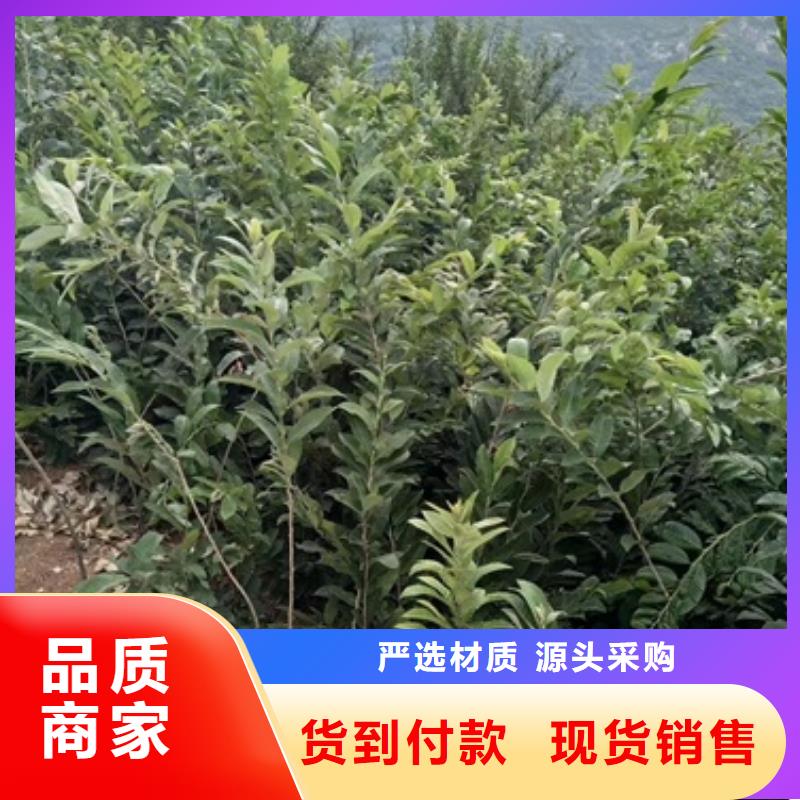 板栗苗视频-浙江省舟山市兴海板栗苗可服务区域嵊泗|定海|丽水|金华|湖州|衢州|温州等