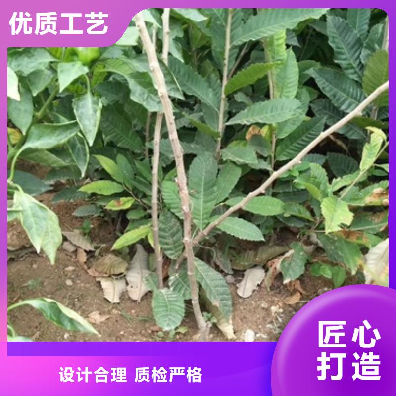 板栗苗视频-葫芦岛市板栗苗-(当地)可服务区域南票|龙港|丹东|抚顺|沈阳|朝阳|辽阳